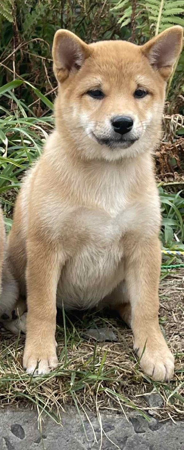 Trixie Shiba Inu Trixie Shiba Inu