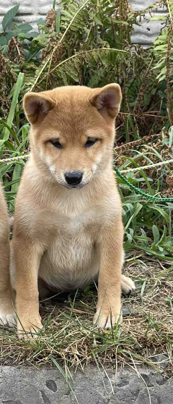 Trixie Shiba Inu Trixie Shiba Inu