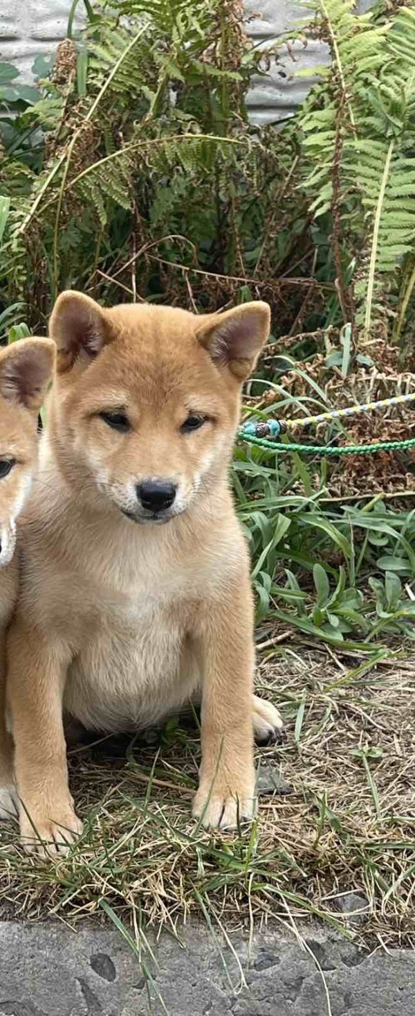 Trixie Shiba Inu Trixie Shiba Inu