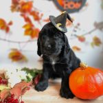 Fabiola-female-English-Cocker-Spaniel-puppy-for-sale-1