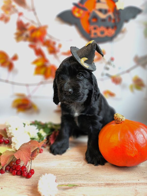 Fabiola English Cocker Spaniel Fabiola English Cocker Spaniel