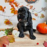 Fabiola-female-English-Cocker-Spaniel-puppy-for-sale-2