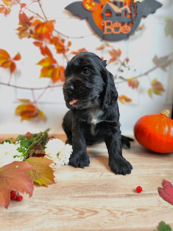 Fabiola English Cocker Spaniel Fabiola English Cocker Spaniel