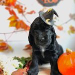 Fabiola-female-English-Cocker-Spaniel-puppy-for-sale-3
