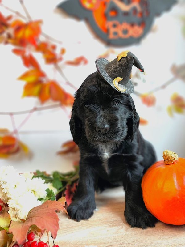 Fabiola English Cocker Spaniel Fabiola English Cocker Spaniel