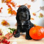 Fabiola-female-English-Cocker-Spaniel-puppy-for-sale-4