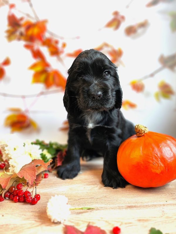 Fabiola English Cocker Spaniel Fabiola English Cocker Spaniel