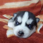 Loki-male-siberian-husky-puppy-for-sale-01