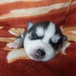 Loki-male-siberian-husky-puppy-for-sale-02