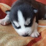 Loki-male-siberian-husky-puppy-for-sale-03