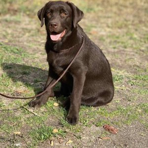 Stela Labrador Retriever Stela Labrador Retriever