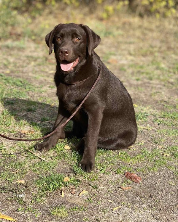Stela Labrador Retriever Stela Labrador Retriever
