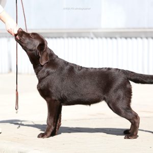 Stela Labrador Retriever Stela Labrador Retriever