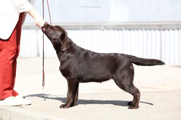 Stela Labrador Retriever Stela Labrador Retriever