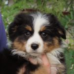 Picasso Miniature Australian Shepherd