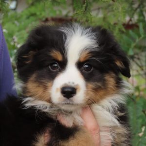 Malvina Miniature Australian Shepherd