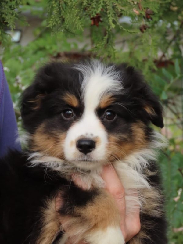 Malvina Miniature Australian Shepherd Malvina Miniature Australian Shepherd