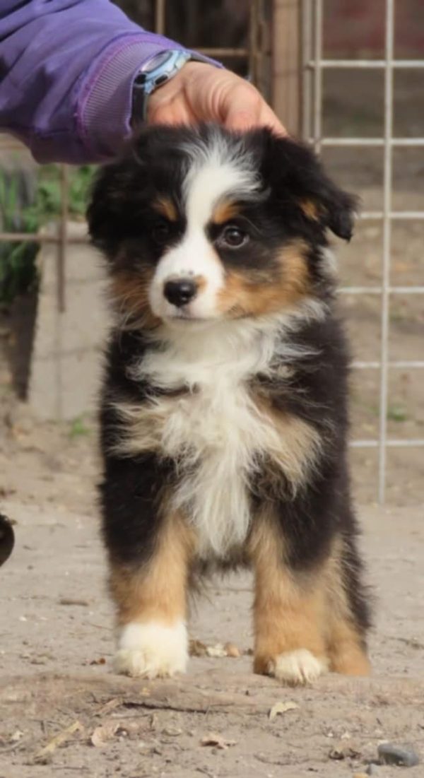 Malvina Miniature Australian Shepherd Malvina Miniature Australian Shepherd