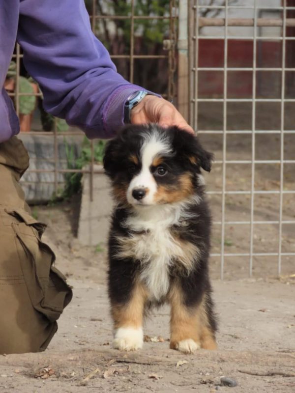 Malvina Miniature Australian Shepherd Malvina Miniature Australian Shepherd