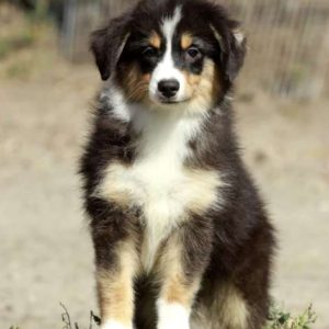 Picasso Miniature Australian Shepherd