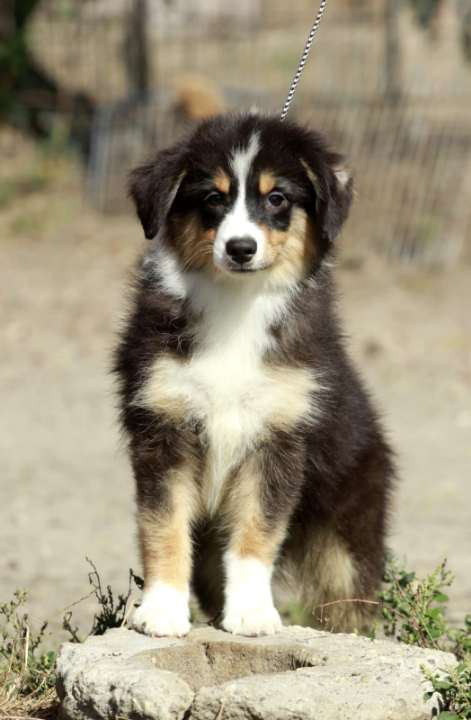 Picasso Miniature Australian Shepherd