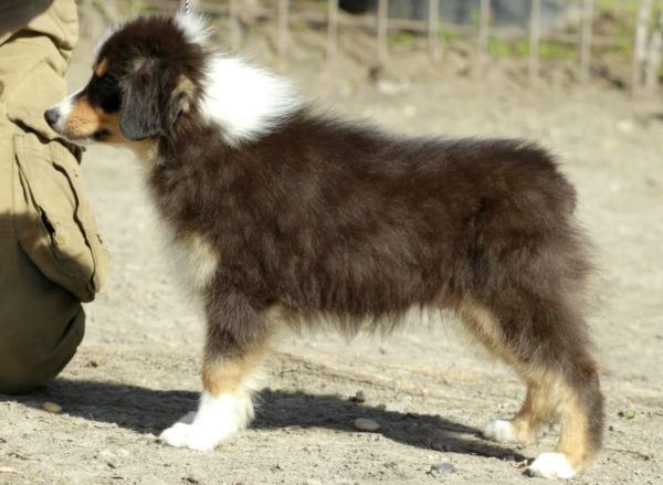 Picasso Miniature Australian Shepherd
