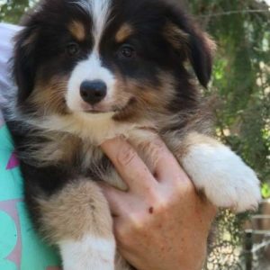 Persillo Miniature Australian Shepherd