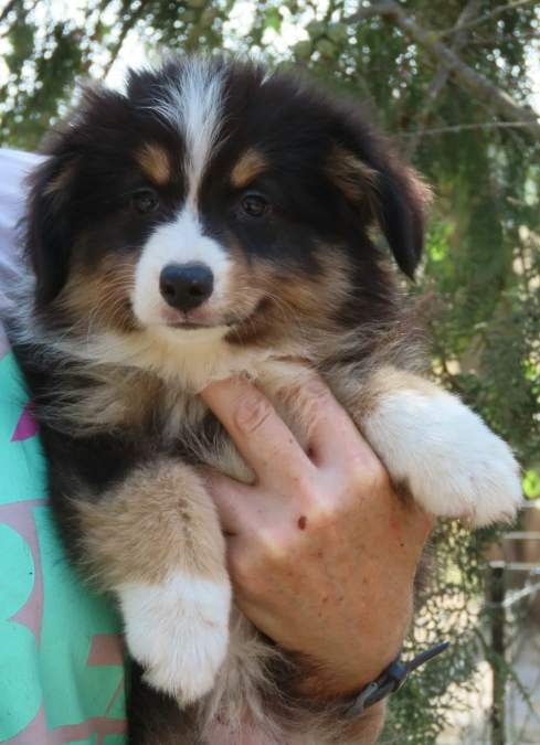 Persillo Miniature Australian Shepherd Persillo Miniature Australian Shepherd