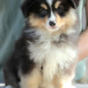 Persillo Miniature Australian Shepherd