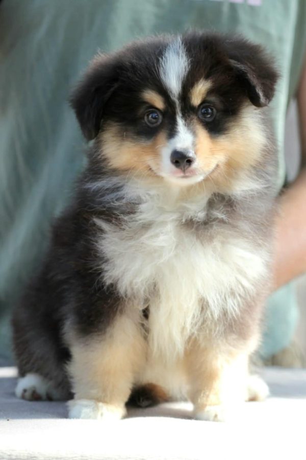 Persillo Miniature Australian Shepherd Persillo Miniature Australian Shepherd