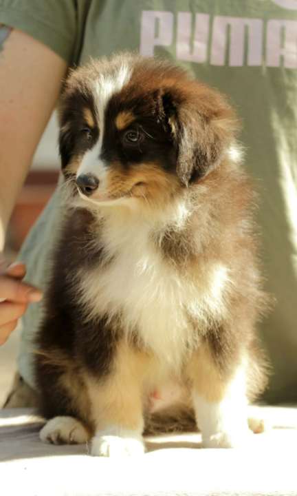 Persillo Miniature Australian Shepherd Persillo Miniature Australian Shepherd