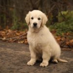 Ember Golden Retriever