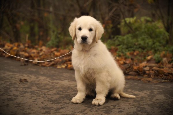 Dulcinea Golden Retriever Dulcinea Golden Retriever