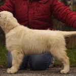Dulcinea-female-Golden-retriever-puppy-for-sale-1 (2)
