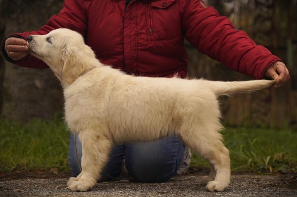 Dulcinea Golden Retriever Dulcinea Golden Retriever
