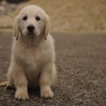 Dulcinea-female-Golden-retriever-puppy-for-sale-1 (3)