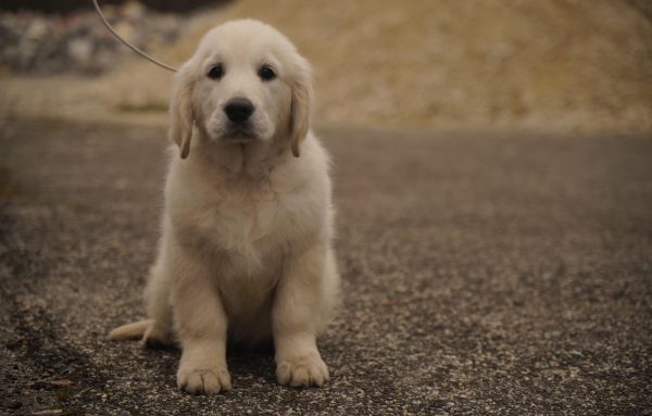 Dulcinea Golden Retriever Dulcinea Golden Retriever