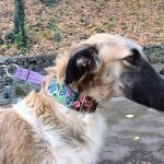 GAYDAMAK-male-Borzoi-puppy-for-sale-1