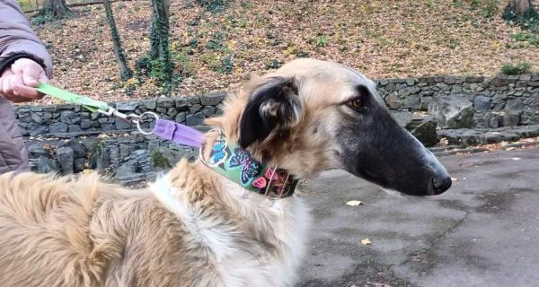 Gaydamak Russian Hunting Sighthound Gaydamak Russian Hunting Sighthound