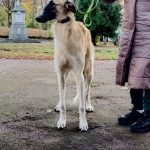 GAYDAMAK-male-Borzoi-puppy-for-sale-2