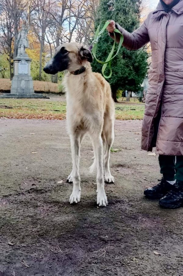 Gaydamak Russian Hunting Sighthound Gaydamak Russian Hunting Sighthound