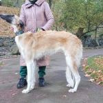 GAYDAMAK-male-Borzoi-puppy-for-sale-3