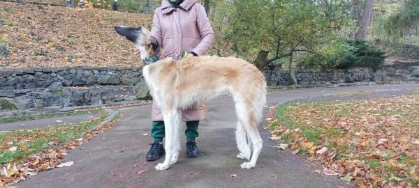 Gaydamak Russian Hunting Sighthound Gaydamak Russian Hunting Sighthound