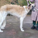 GAYDAMAK-male-Borzoi-puppy-for-sale-4