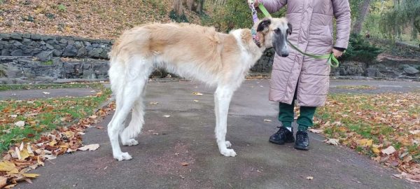 Gaydamak Russian Hunting Sighthound Gaydamak Russian Hunting Sighthound