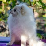 Nandor-male-Pomeranian-puppy-for-sale-1