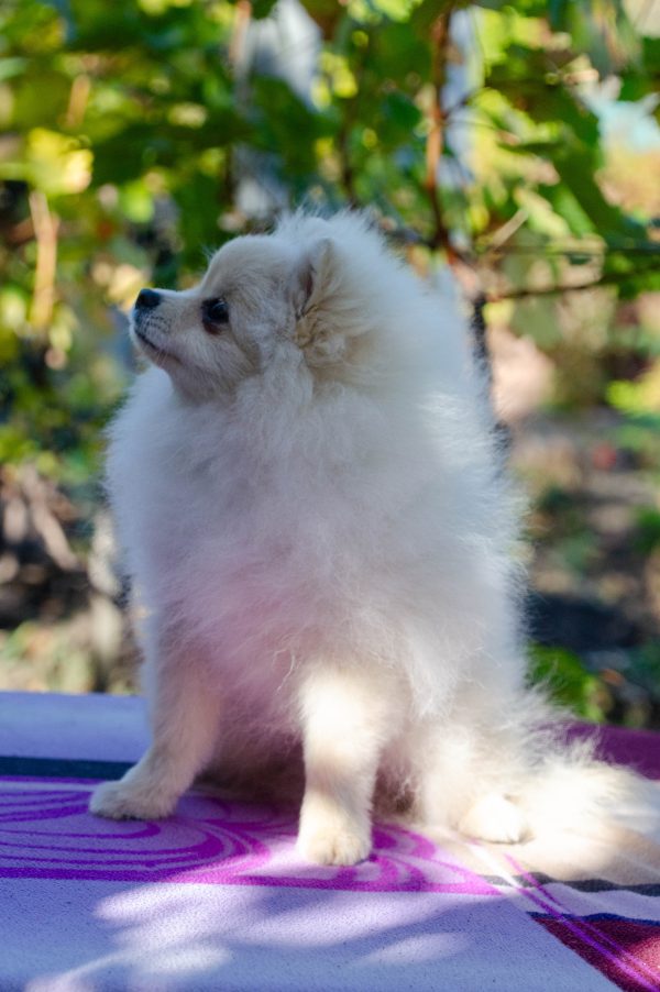 Nandor Pomeranian Nandor Pomeranian