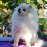 Nandor-male-Pomeranian-puppy-for-sale-2