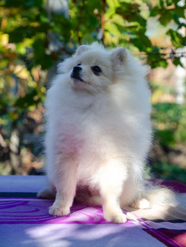 Nandor Pomeranian Nandor Pomeranian