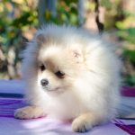 Nandor-male-Pomeranian-puppy-for-sale-3